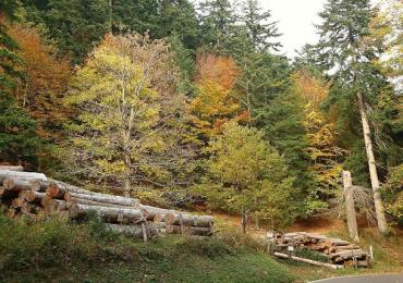 Leggi: Le Foreste Casentinesi - un’oasi di tranquillità